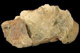 Fossil Dinosaur (Triceratops) Skull Section - North Dakota #134316-2